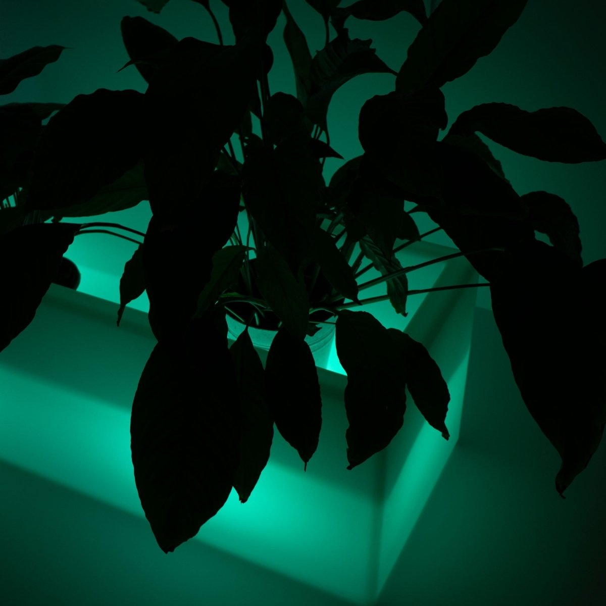 Lahelivo oplaadbare lichtgevende plantenbak